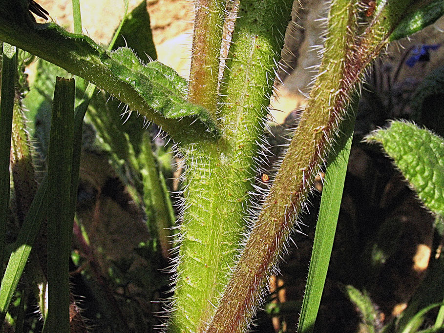 Borago officinalis L.